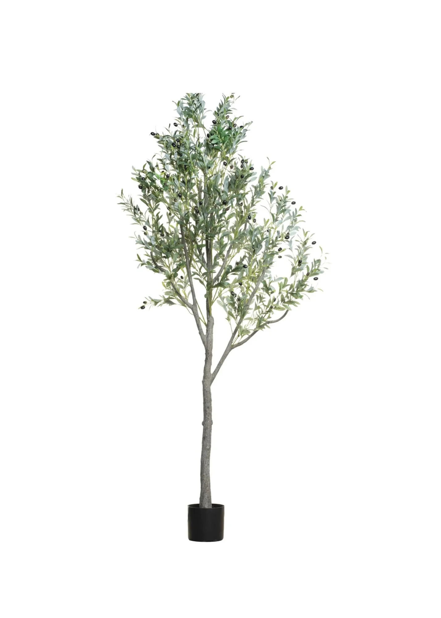 8' Olive Tree