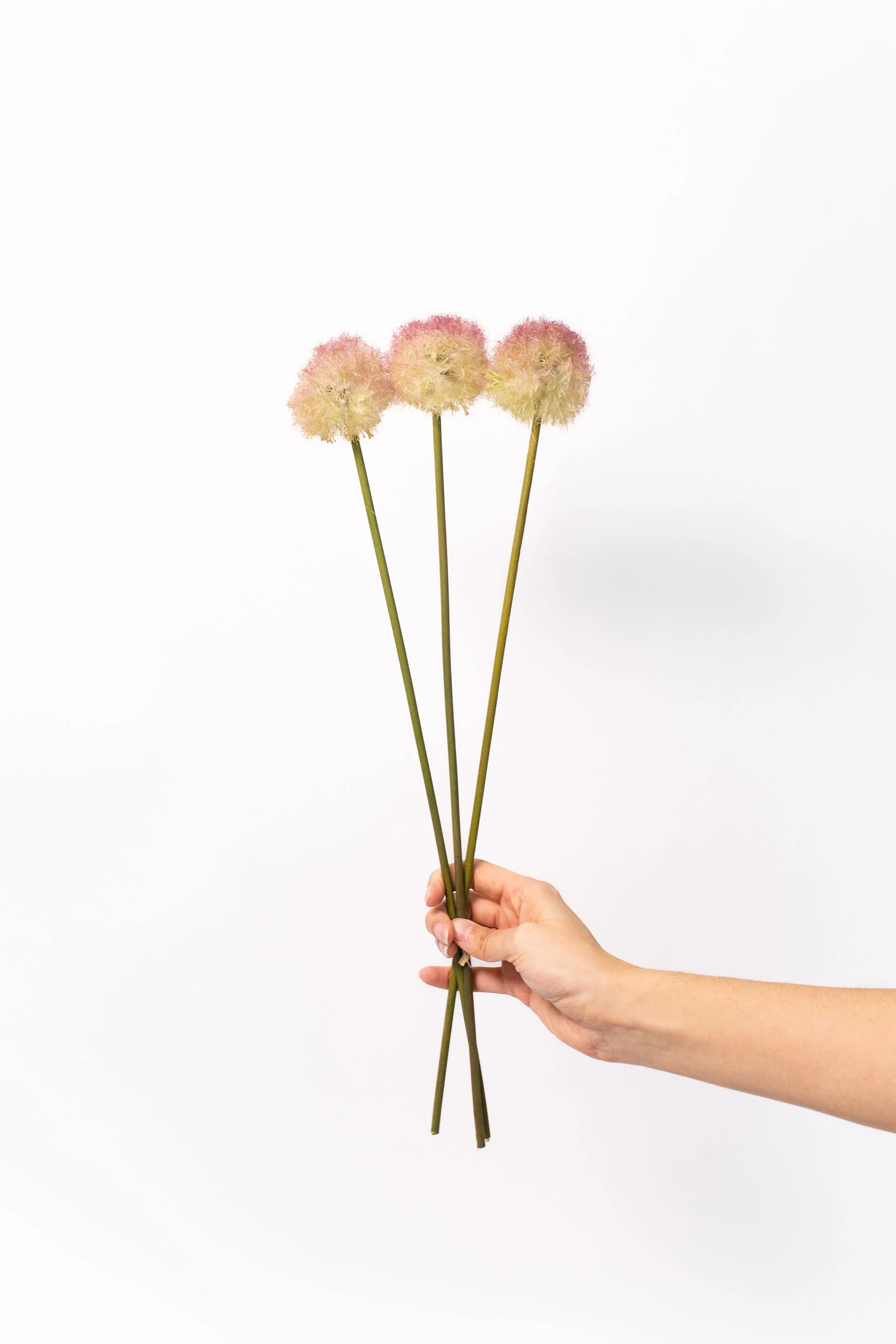 Allium Stem Bundle - 19"