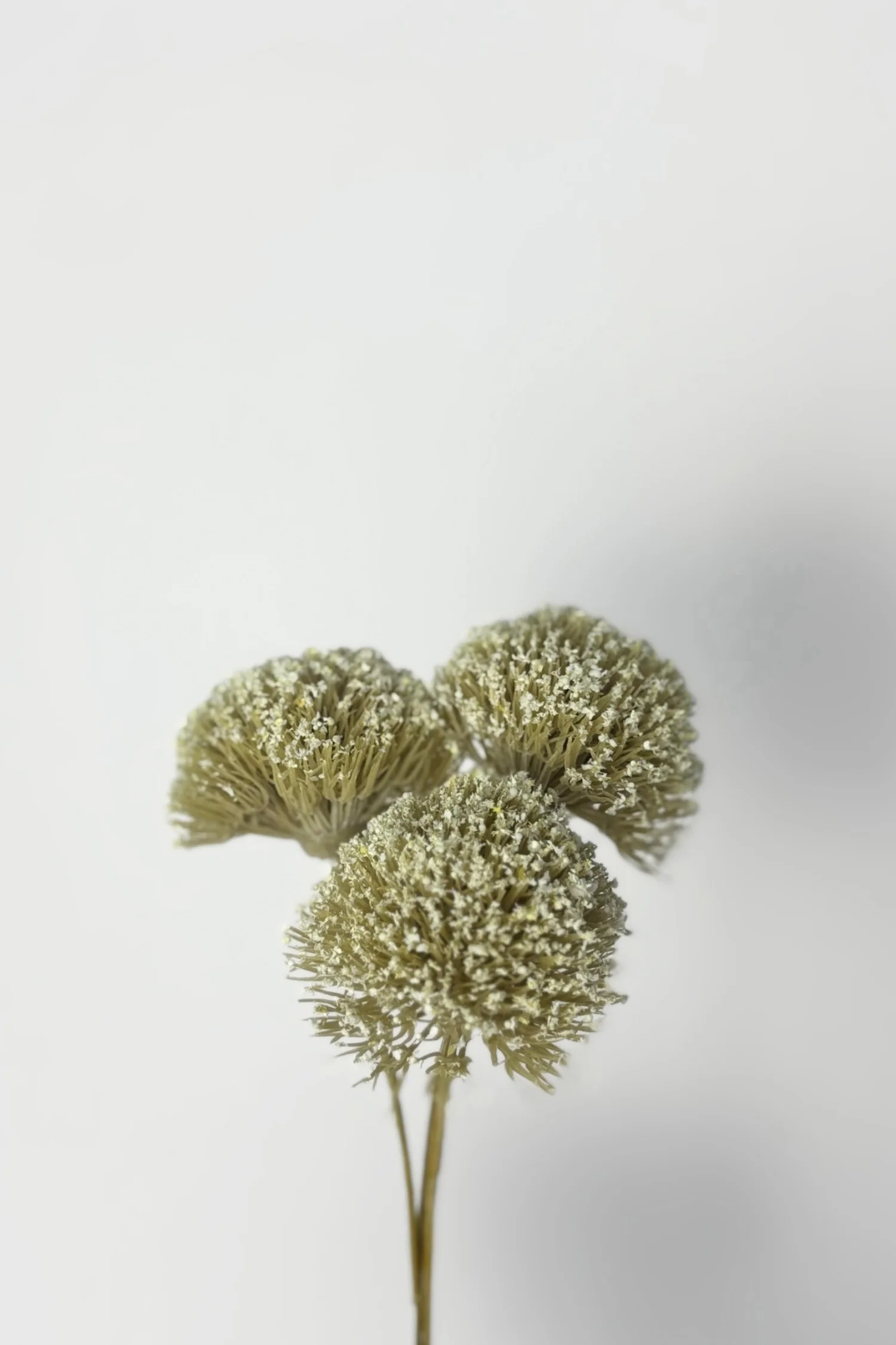 Allium Stem Bundle - 7” - Image 2