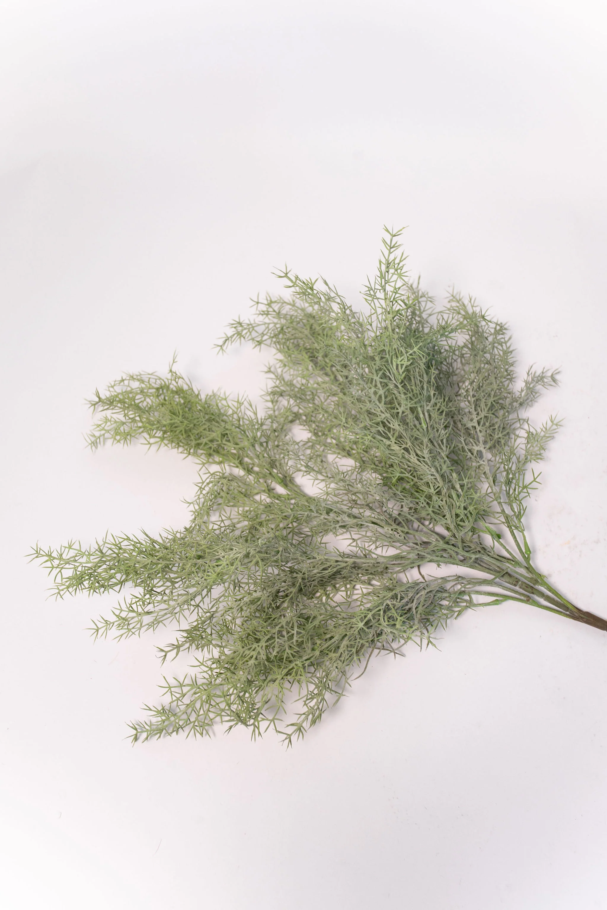 Asparagus Fern Spray - 23.5" - Image 3