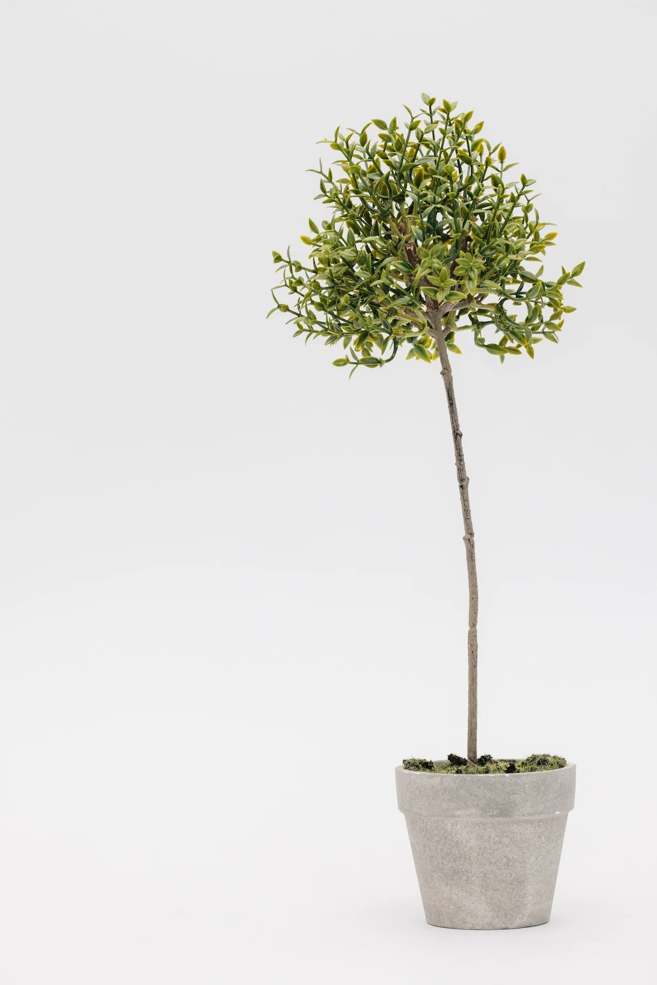 Good Feeling Thyme Topiary - 13"
