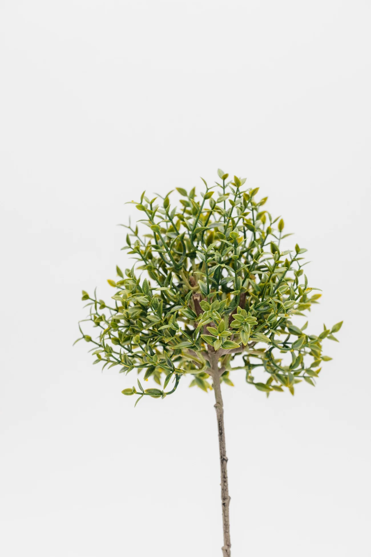 Good Feeling Thyme Topiary - 13" - Image 3