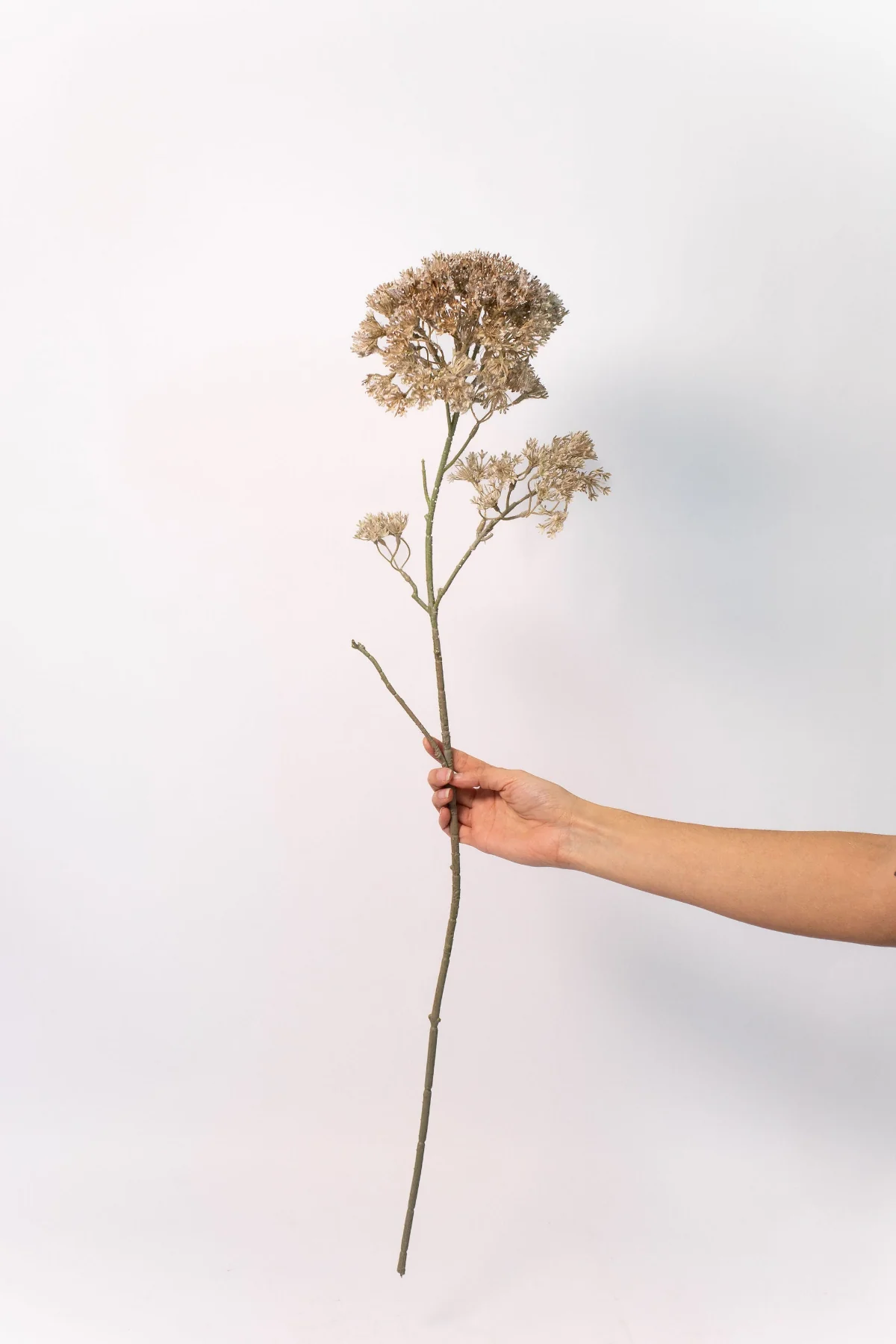 Lace Flower Stem - 34"