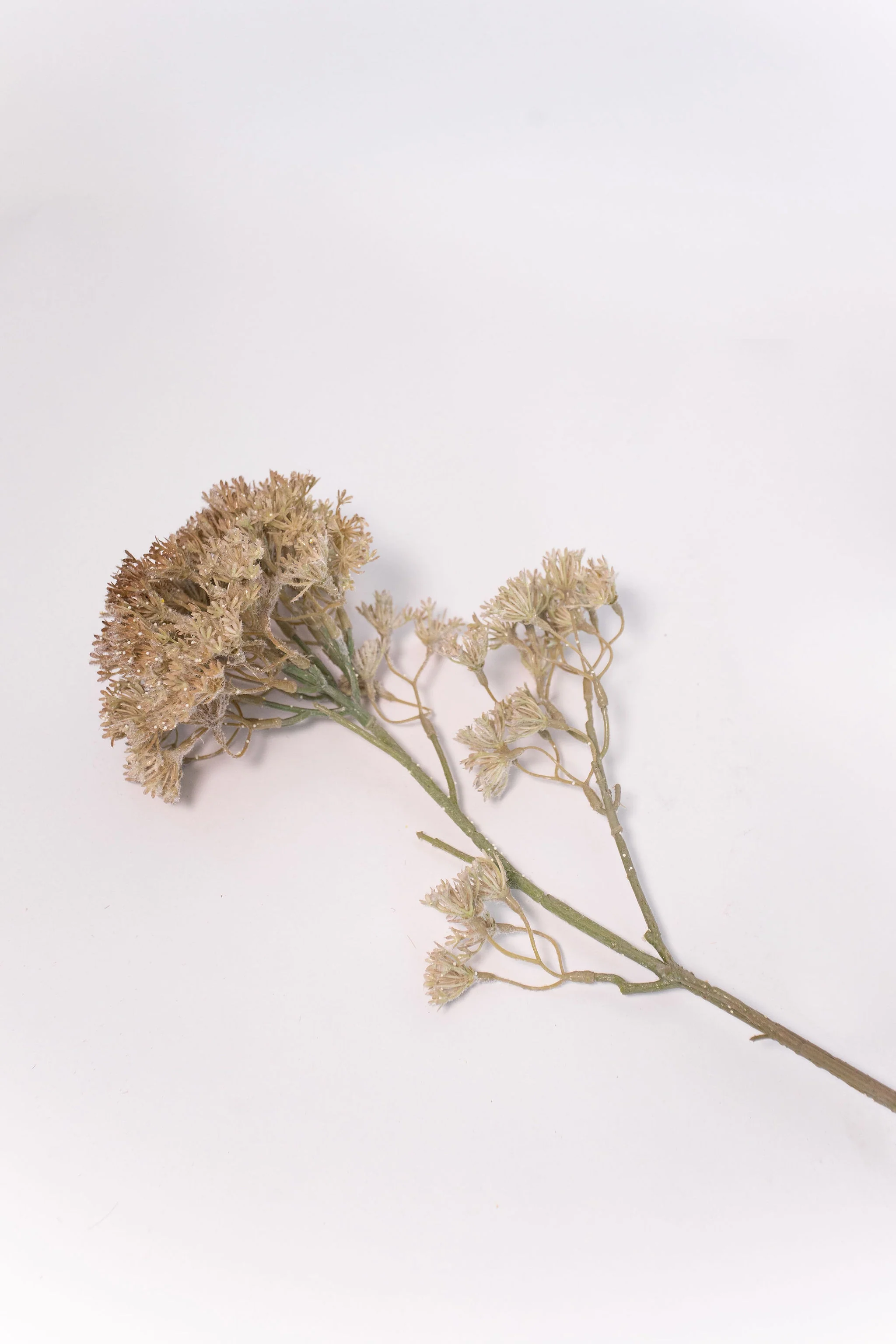 Lace Flower Stem - 34" - Image 3