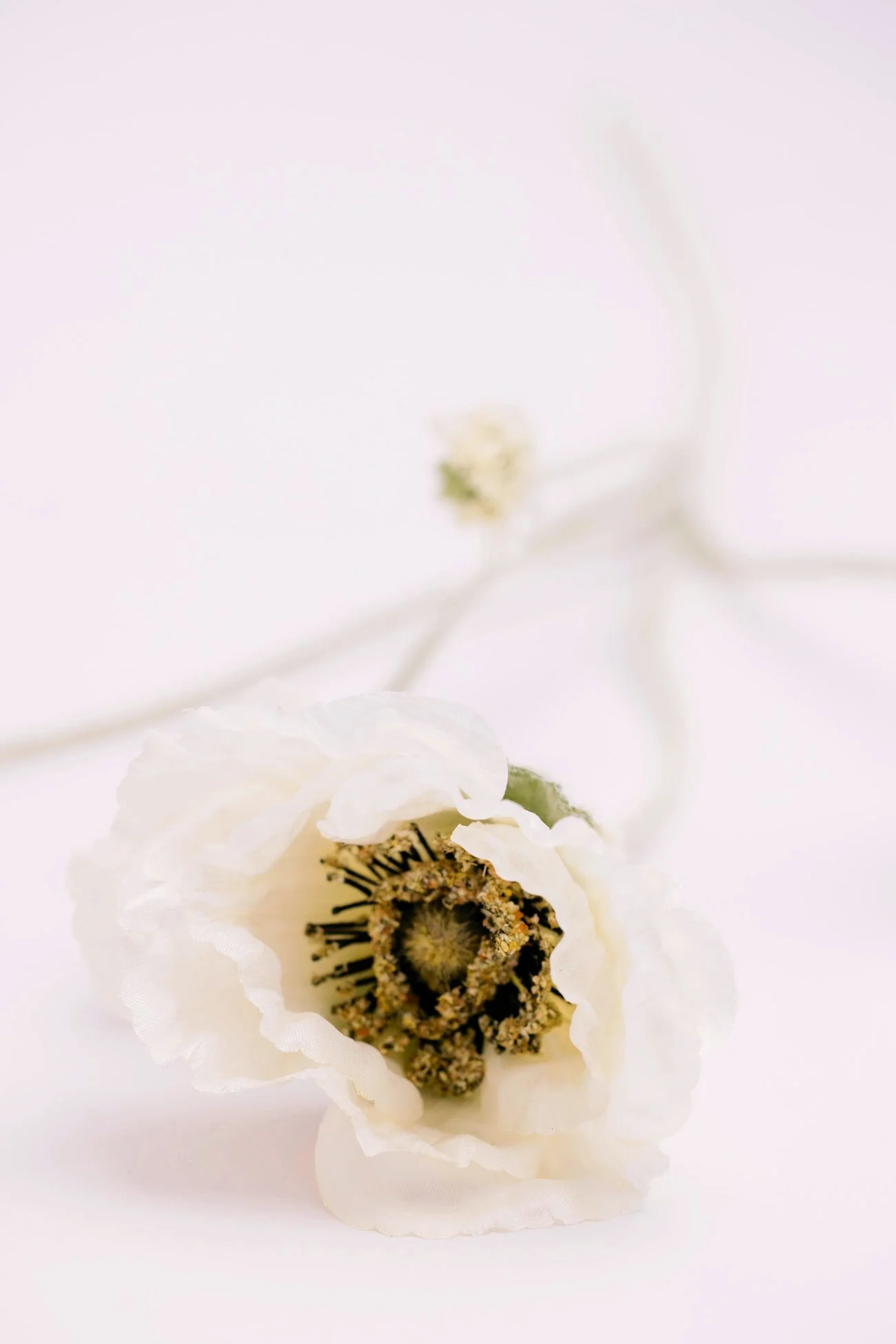 Lulu Poppy Branch - White - Image 3