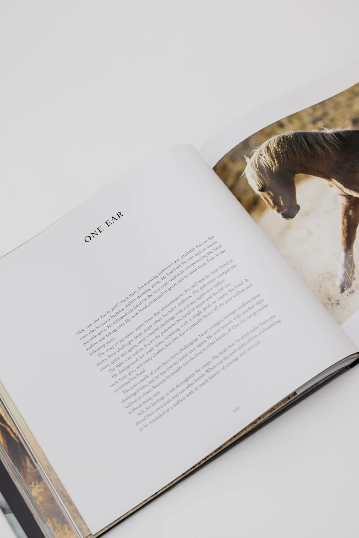 Wild Horses of the West - Image 2